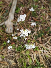 Arabidopsis halleri