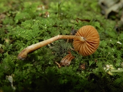 Pholiotina gracilenta