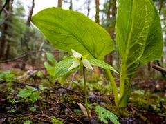 Trillium erectum erectum