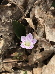 Claytonia caroliniana
