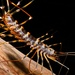 House Centipedes - Photo (c) Bernard DUPONT, some rights reserved (CC BY-SA)