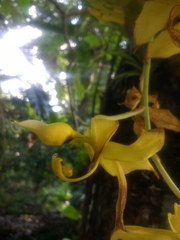 Cycnoches ventricosum