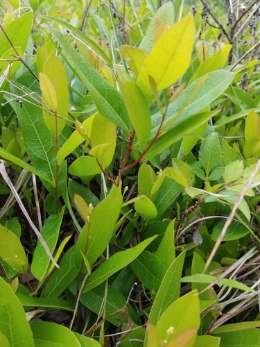 Geobalanus oblongifolius image