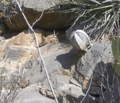 Astrophytum coahuilense