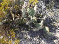 Opuntia rastrera