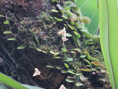 Bulbophyllum drymoglossum