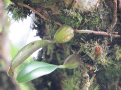 Bulbophyllum retusiusculum