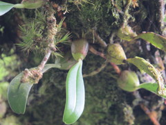 Bulbophyllum retusiusculum