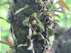 Bulbophyllum retusiusculum