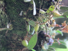 Bulbophyllum retusiusculum