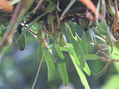 Bulbophyllum retusiusculum