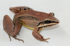 Leptodactylus didymus