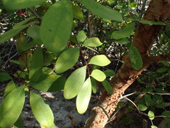 Xylocarpus granatum