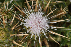 Cynara cornigera