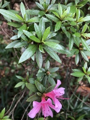 Rhododendron kanehirae