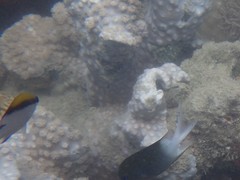 Chromis nitida
