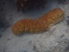 Stichopus herrmanni