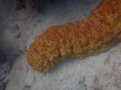 Stichopus herrmanni