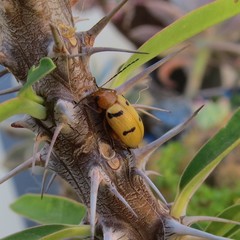 Metaxyonycha parallela