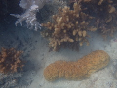 Stichopus herrmanni