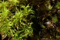 Leptodontium paradoxum