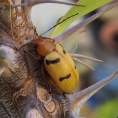 Metaxyonycha parallela
