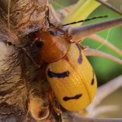 Metaxyonycha parallela