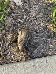 Turdus migratorius