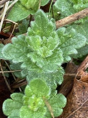 Veronica arvensis