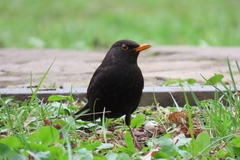 Turdus merula