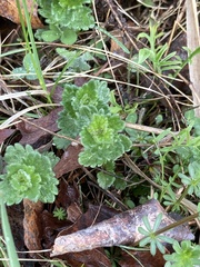 Veronica arvensis