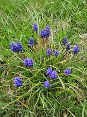 Muscari