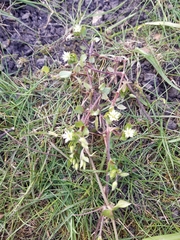 Stellaria media