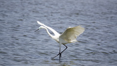 Ardea alba