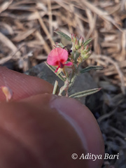 Indigofera linifolia
