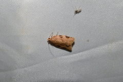 Neocalyptis liratana