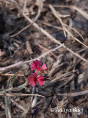 Indigofera linifolia
