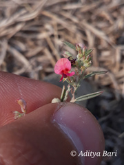 Indigofera linifolia