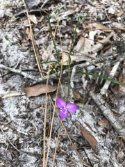 Callisia rosea