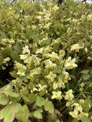 Epimedium × versicolor