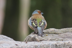Fringilla coelebs