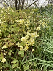 Epimedium × versicolor