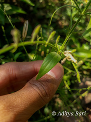 Dicliptera paniculata