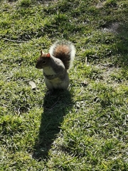 Sciurus carolinensis