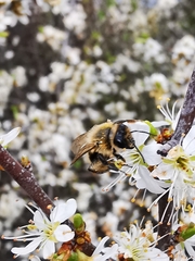 Andrena flavipes