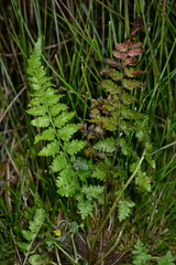 Athyrium strigillosum