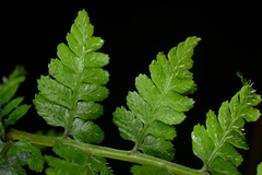 Athyrium strigillosum