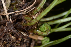 Athyrium strigillosum