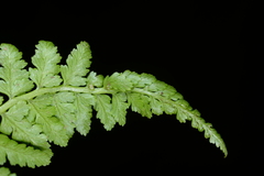 Athyrium strigillosum