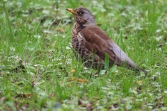 Turdus pilaris